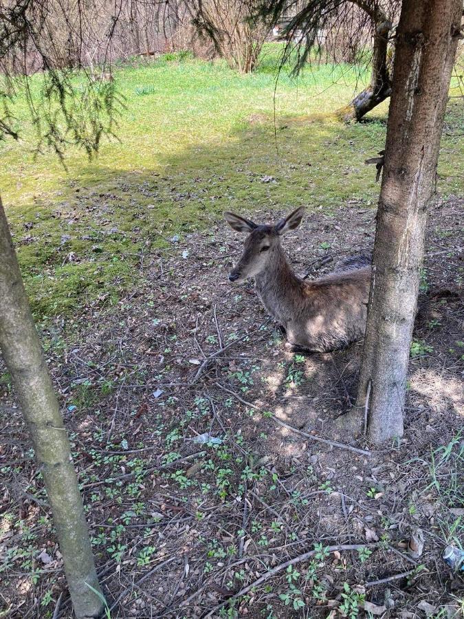 Nauczycielskie Centrum Zakopane Eksteriør billede